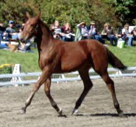 Frauloma (Schroeder x Farrington x Goodtimes)