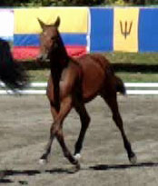 Frauloma (Schroeder x Farrington x Goodtimes)