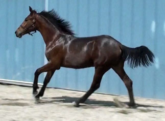 Frauloma (Schroeder x Farrington x Goodtimes)