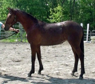 Frauloma (Schroeder x Farrington x Goodtimes)