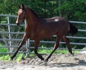 Frauloma (Schroeder x Farrington x Goodtimes)