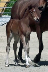 Frauloma (Schroeder x Farrington x Goodtimes)