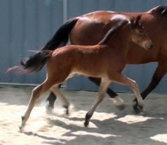 Frauloma (Schroeder x Farrington x Goodtimes)