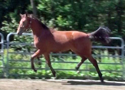 Frauloma (Schroeder x Farrington x Goodtimes)