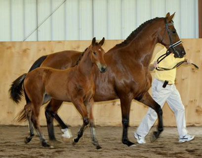 Frauloma (Schroeder x Farrington x Goodtimes)