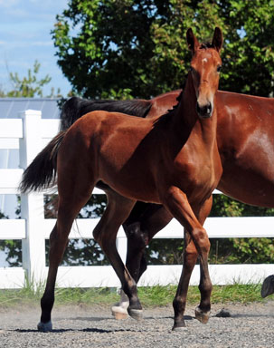 Frauloma (Schroeder x Farrington x Goodtimes)