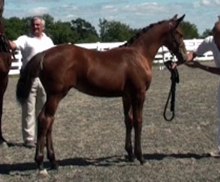 Frauloma (Schroeder x Farrington x Goodtimes)