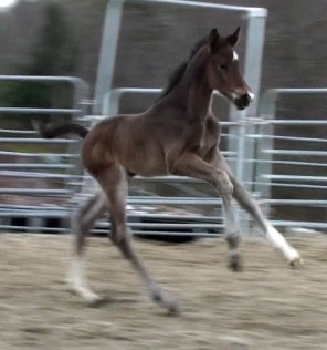 Galileo MG (Schroeder x Goodtimes)