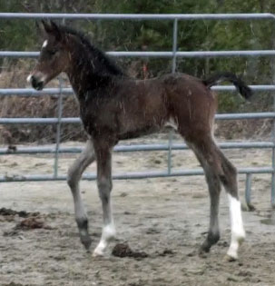 Galileo MG (Schroeder x Goodtimes)