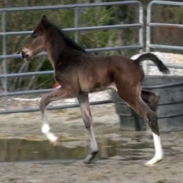 Galileo MG (Schroeder x Goodtimes)