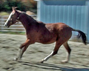 Dillon MG (Tenerife x Navarone)