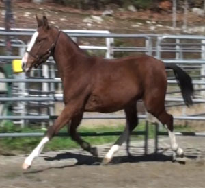 Dillon MG (Tenerife x Navarone)