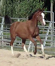 Dillon MG (Tenerife x Navarone)