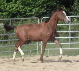 Dillon MG (Tenerife x Navarone)