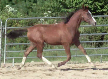 Dillon MG (Tenerife x Navarone)