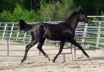 Felix MG (Zapatero x Glenridge x Zuidhorn)