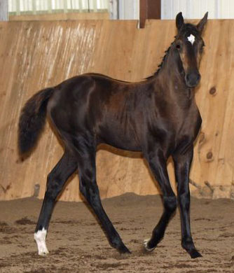 Felix MG (Zapatero x Glenridge x Zuidhorn)