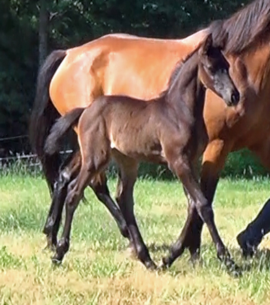 Lynette MG (Zapatero VDL x Veron x Accord II)