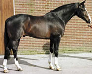 Zuidhorn (Le Val Blanc x Sinaeda)