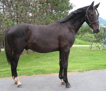 007 (Rubenstein x Doruto) Approved Dutch Stallion Majestic Gaits