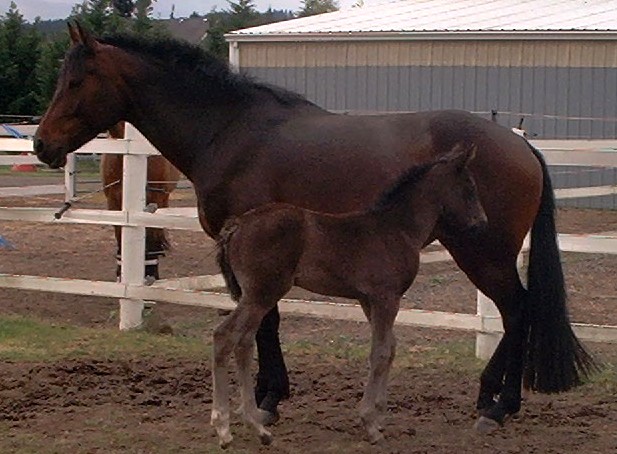 007 (Rubenstein x Doruto) Approved Dutch Stallion Majestic Gaits