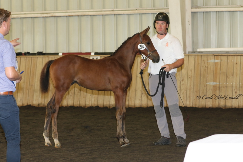 Lynette MG (Zapatero VDL x Veron x Accord II)